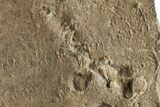 Cruziana (Fossil Trilobite Trackway) - Morocco #253152-1